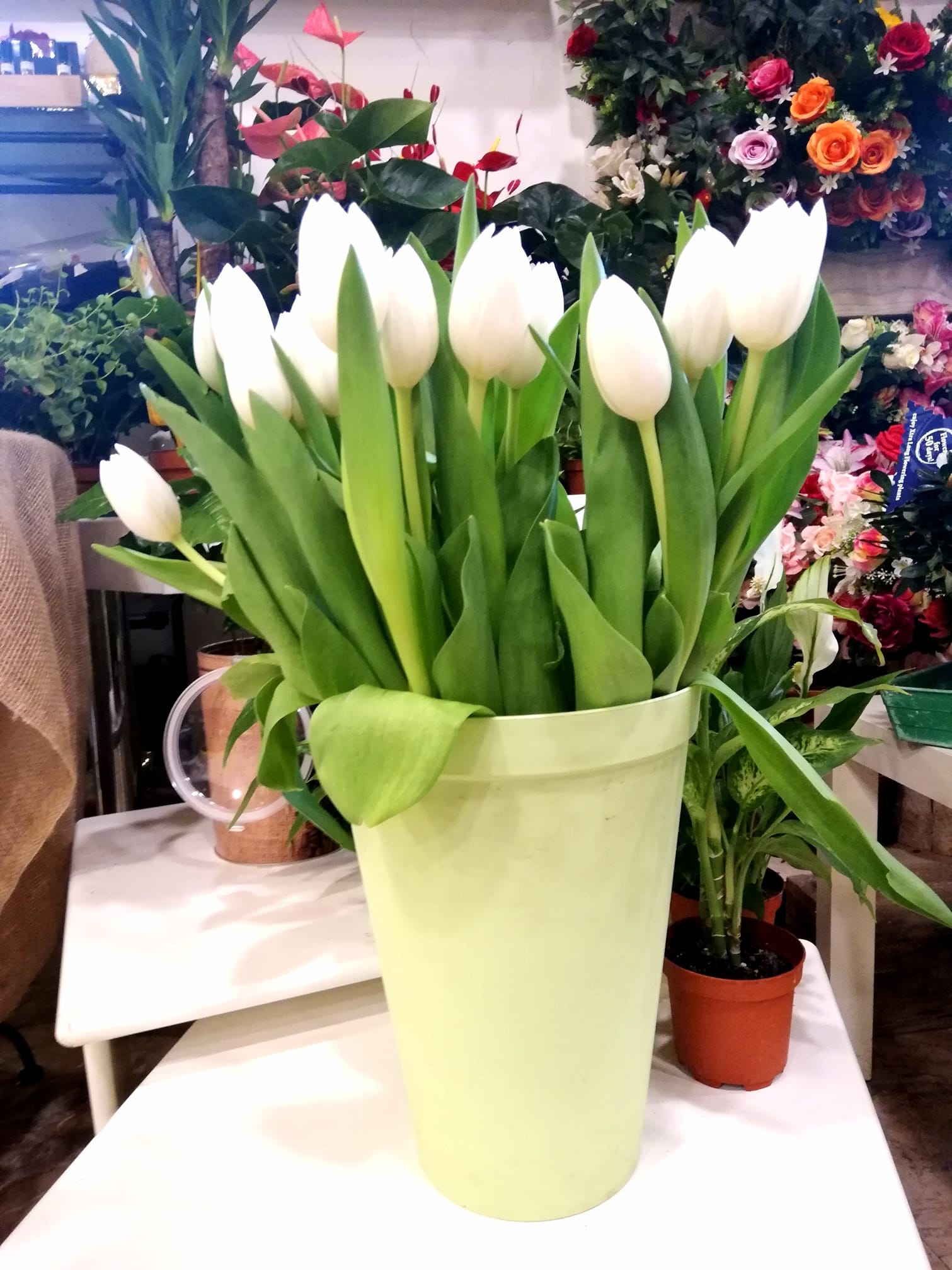 Tulipani Bianchi Fioreria Bruseghini Besenello Trento